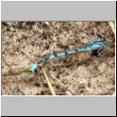 Enallagma cyathigerum - Gemeine Becherjungfer 03.jpg